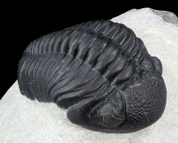 Phacopid Trilobite - Mrakib, Morocco #36839